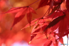 遊歩道の紅葉