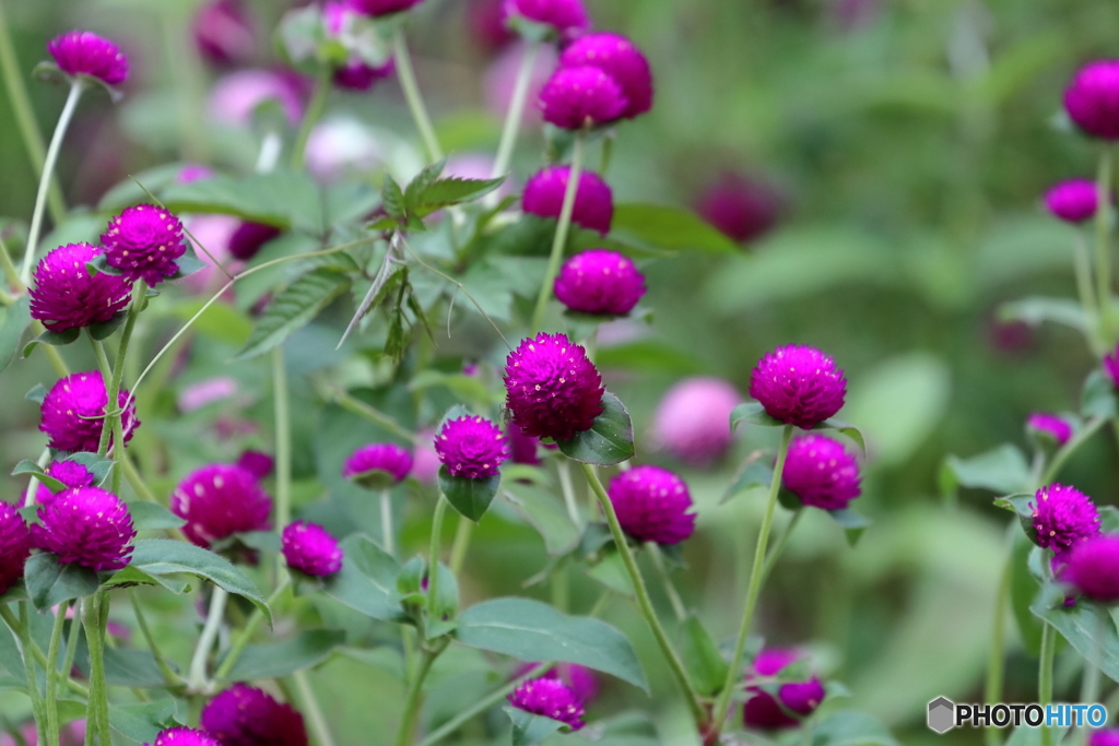 郷土の森