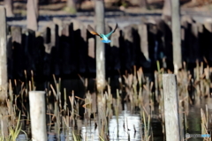 野鳥