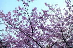 夕桜