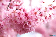 街に咲く花
