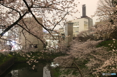 千鳥ヶ淵 