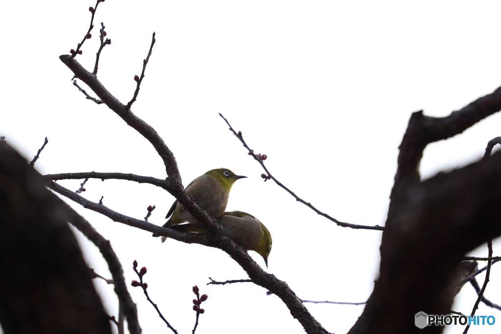 野鳥