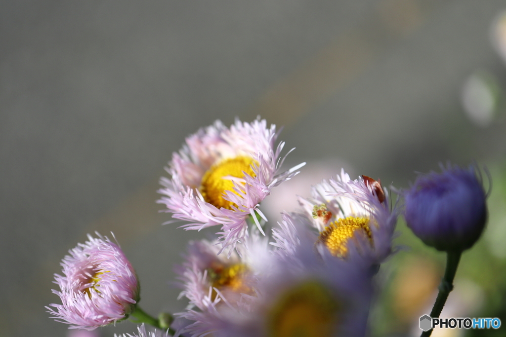 街に咲く花