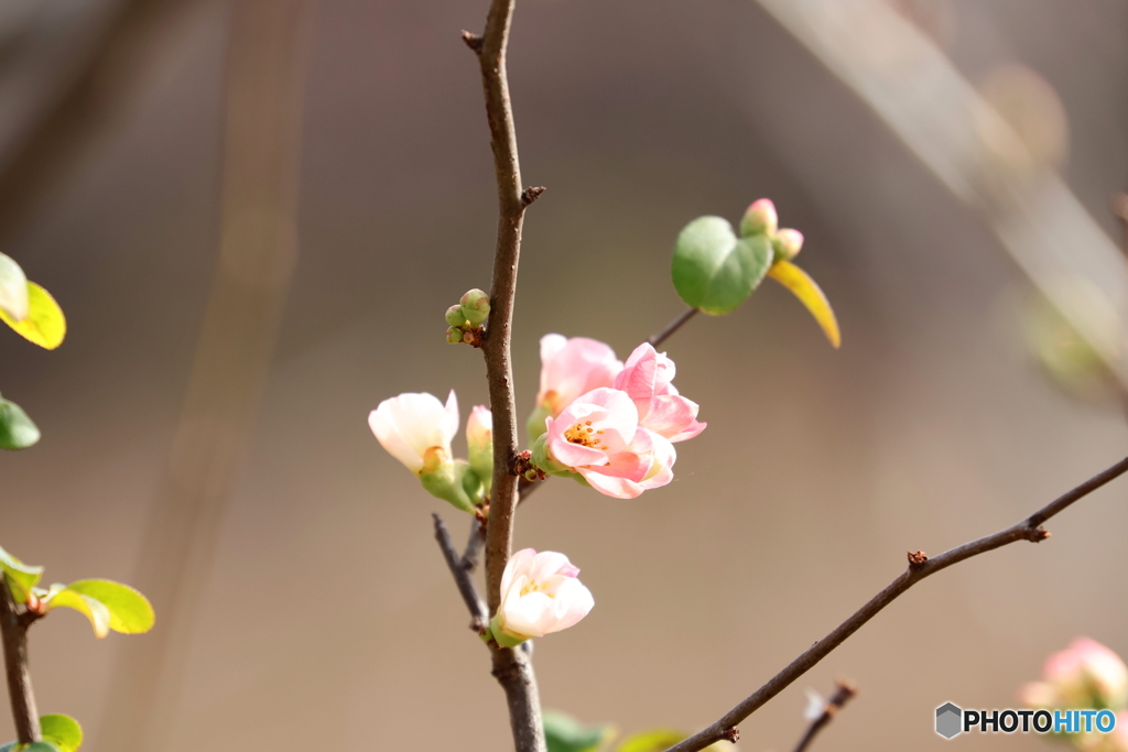 郷土の森