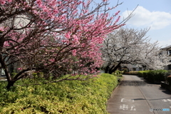 街に咲く花