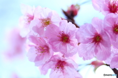 街に咲く花