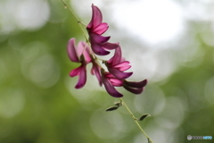 郷土の森