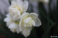 街に咲く花