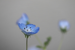 街に咲く花