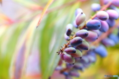 神代植物公園