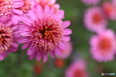 菊の花