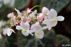 神代植物公園 神代植物公園