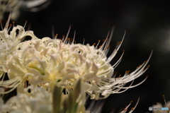 郷土の森