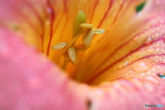 街に咲く花