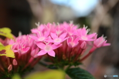 街に咲く花