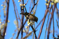 野鳥