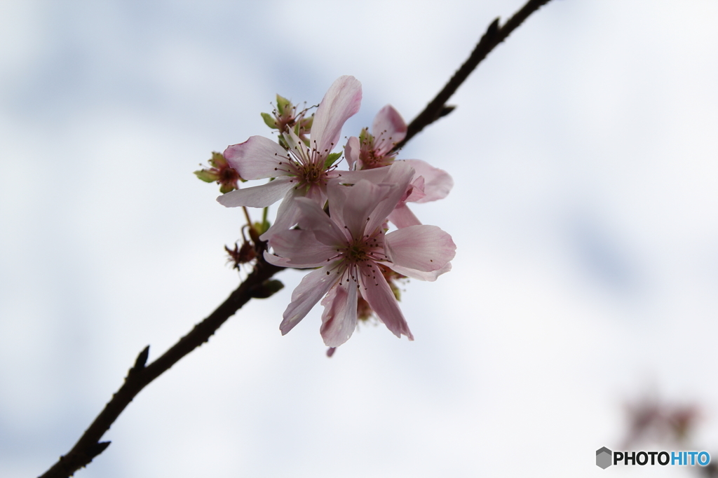 子福桜