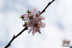 子福桜