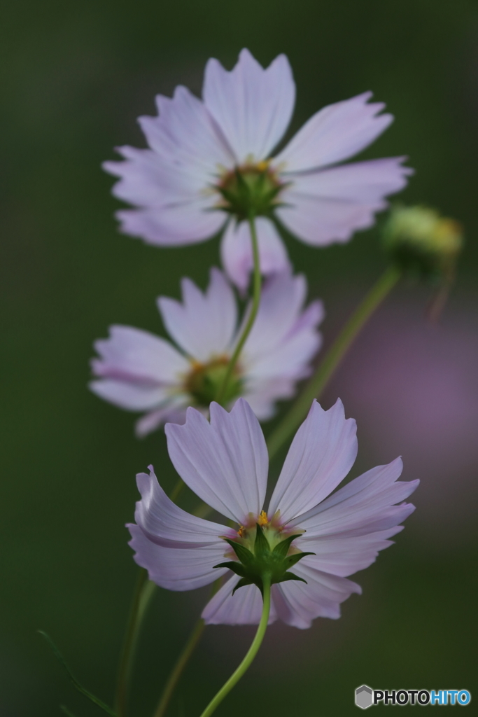 秋桜