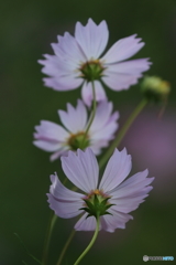 秋桜