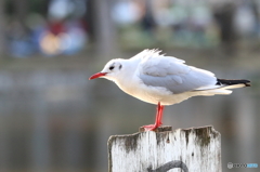 ユリカモメ