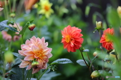 街に咲く花
