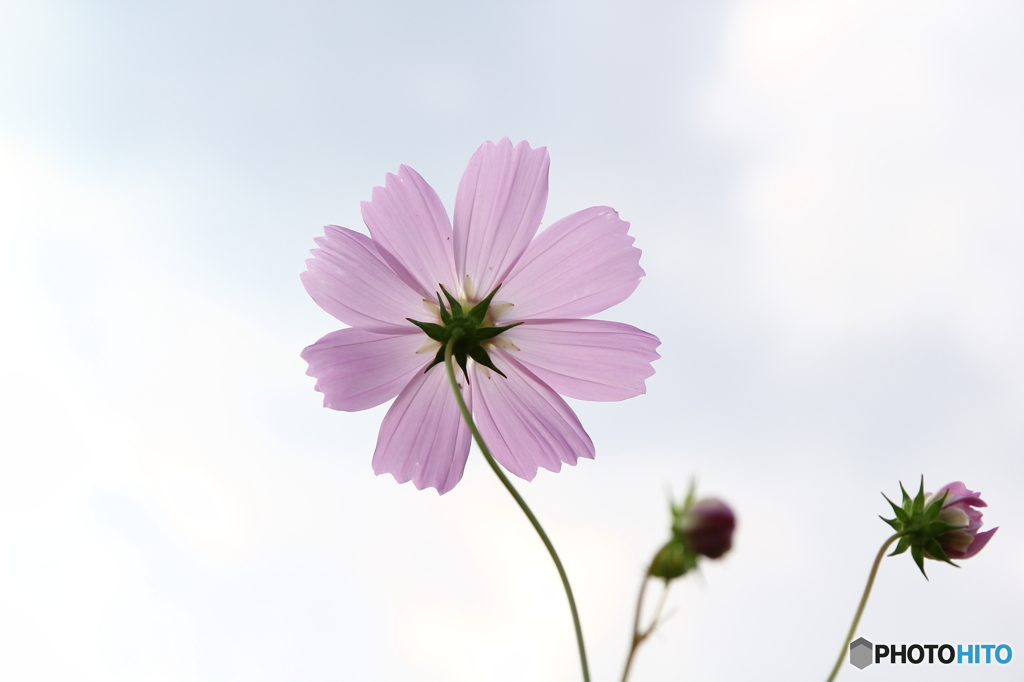 秋桜