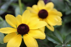 道端に咲く花