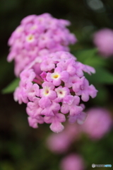 街に咲く花