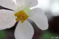 公園に咲く花