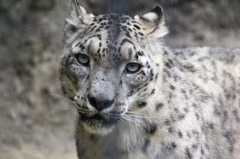 ユキヒョウ