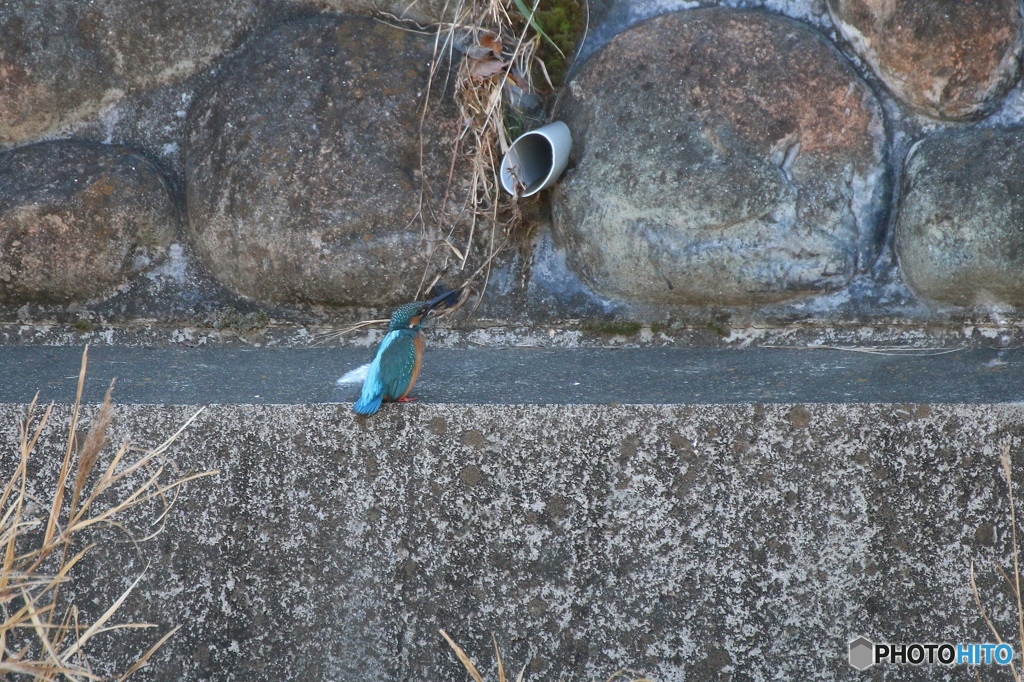 カワセミ