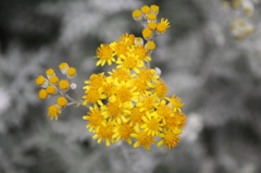 白妙菊