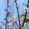 野鳥
