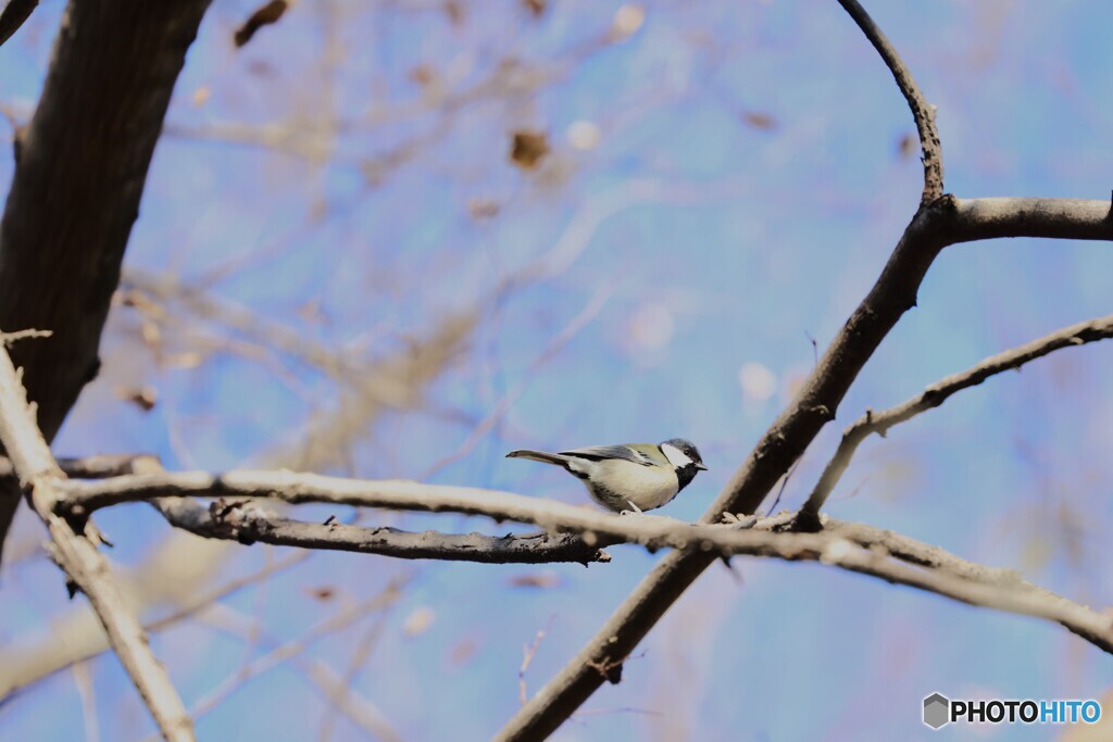 野鳥