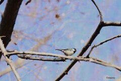 野鳥
