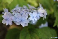 街に咲く花