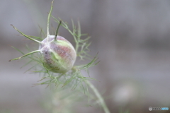 街に咲く花