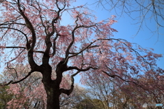 昭和記念公園