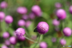 街に咲く花