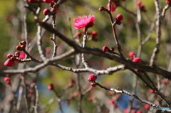 紅梅