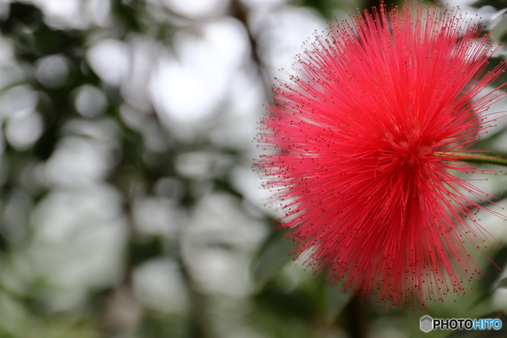 神代植物公園