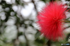 神代植物公園