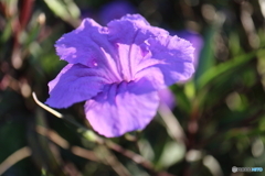 街に咲く花