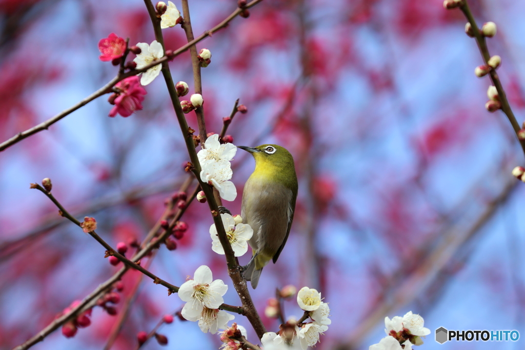 郷土の森