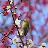 郷土の森