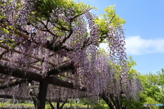 亀戸天神