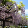 亀戸天神