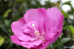街に咲く花